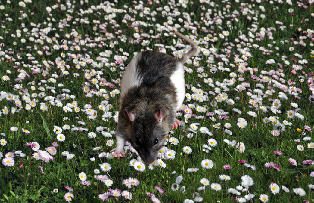 Крыска в цветочках