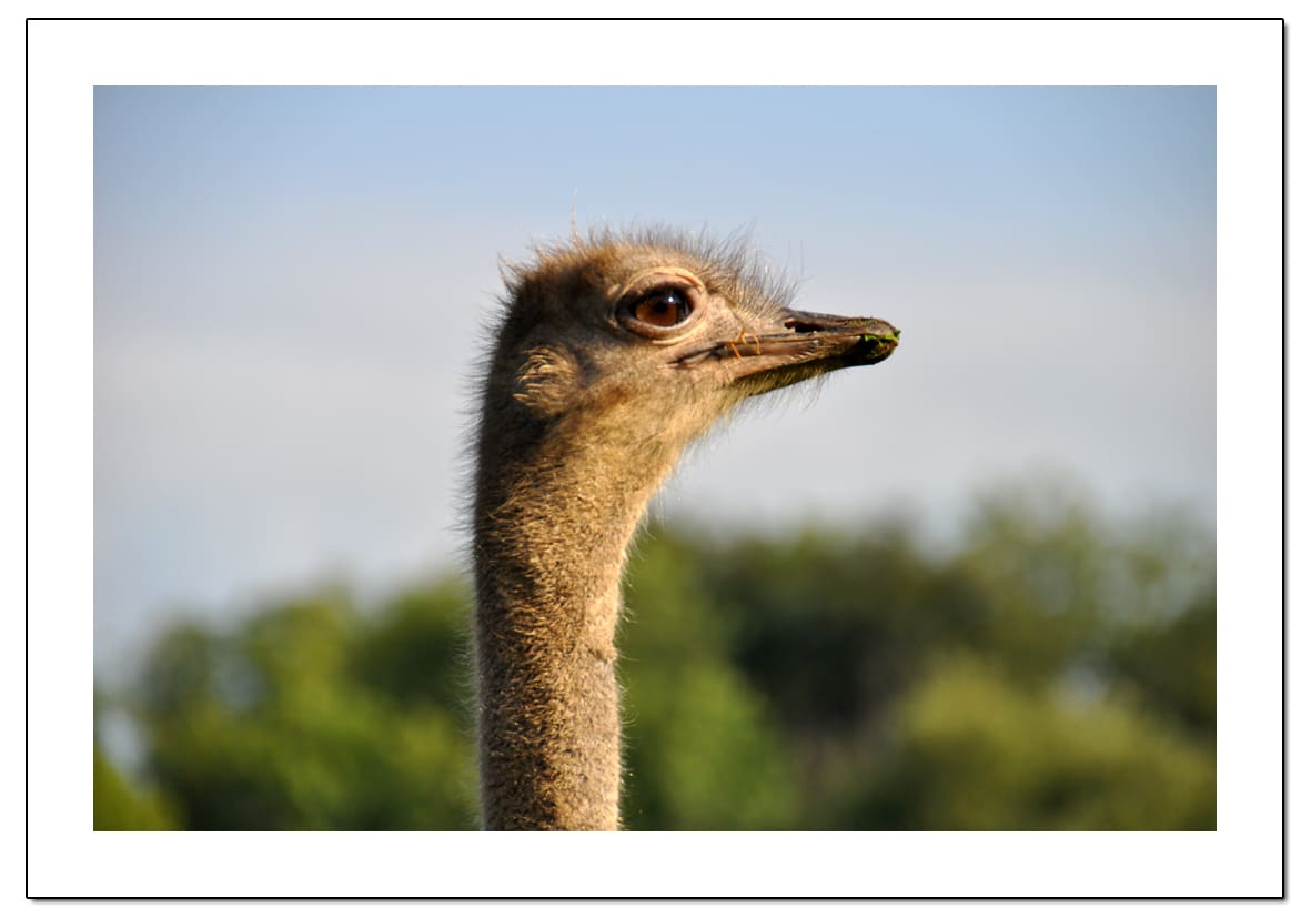 Готовая рамка