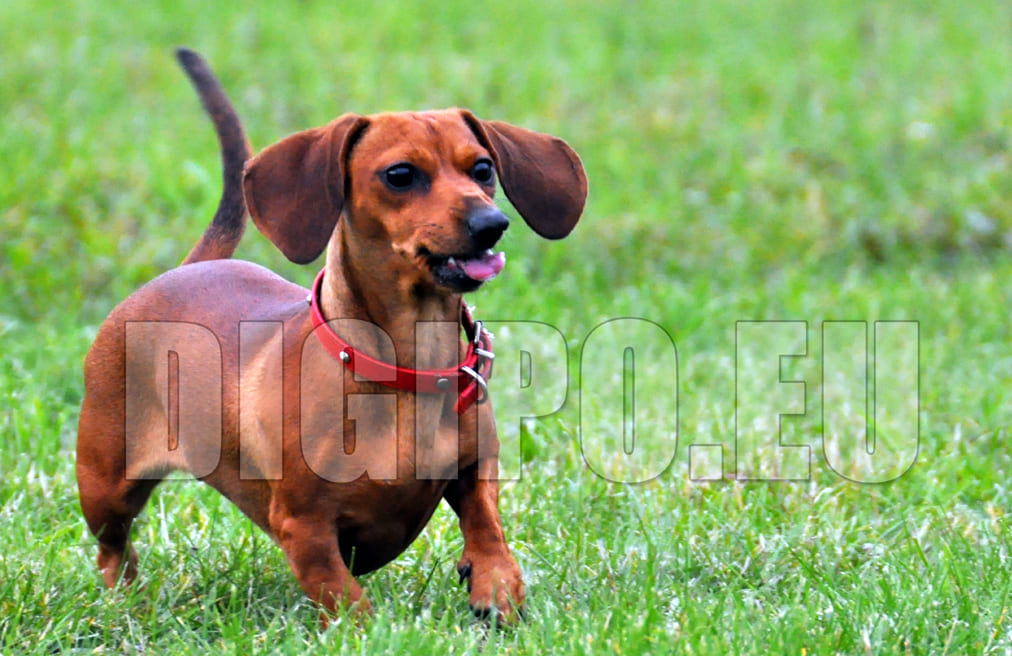 Копирайт на фото