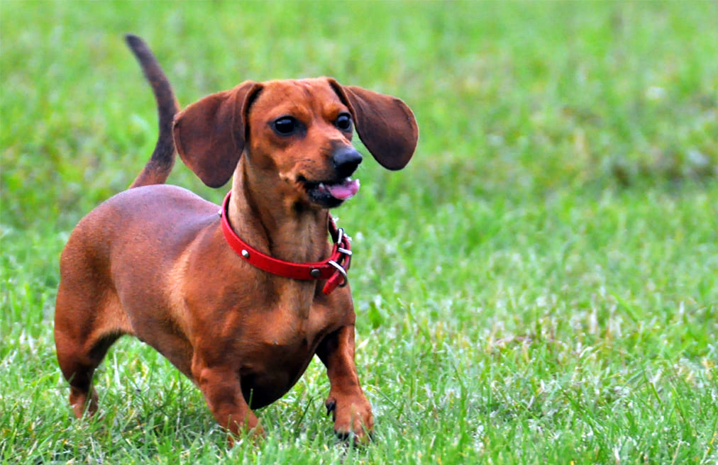 Бублик Льюис Ивановна Колбаса